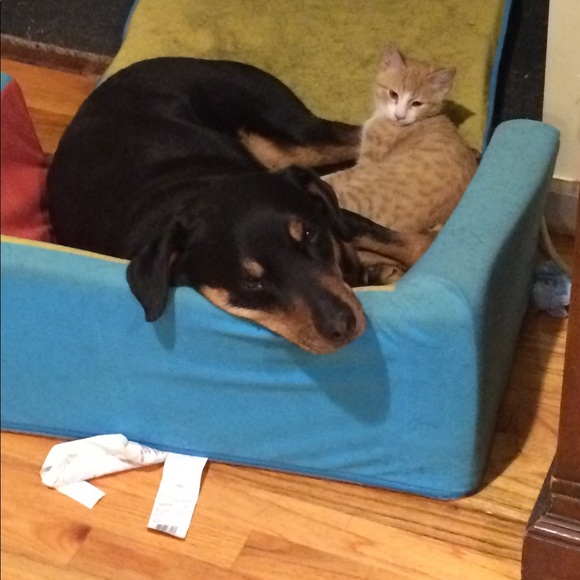 Meet your Posher, Nina - Picture 3 of 4